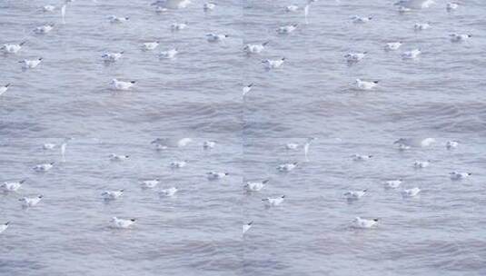 海面上海鸥群游弋画面高清在线视频素材下载