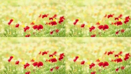 婚礼主题led动态背景高清在线视频素材下载