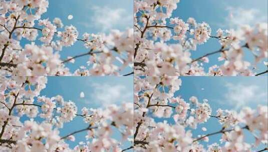 立春唯美樱花飘落浪漫治愈场景高清在线视频素材下载