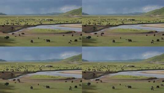 甘孜阿坝 大草原 远山 牦牛 河流高清在线视频素材下载