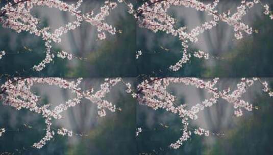 早晨阳光下的桃花唯美空镜实拍8k高清在线视频素材下载