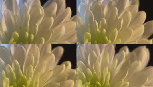 菊花清明鲜花花卉微距特写黑场背景4k (8)高清在线视频素材下载