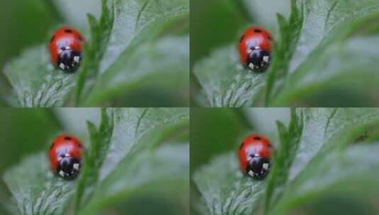 瓢虫在绿叶植物上高清在线视频素材下载