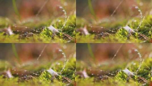 雨水打在草丛里特写镜头高清在线视频素材下载