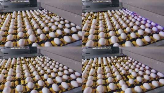家禽养殖场鸡蛋视频高清在线视频素材下载