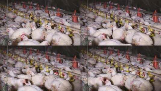 养鸡场饲养白羽鸡环境 (2)高清在线视频素材下载