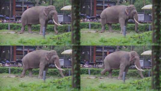 动物园大象高清在线视频素材下载