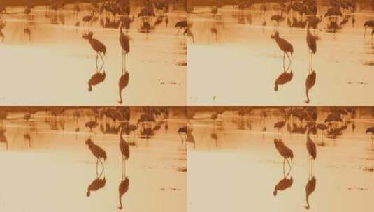日落时分鸟在湖面上行走高清在线视频素材下载