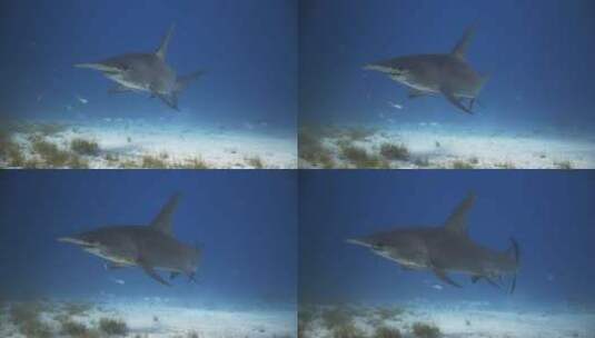 深海里的鲨鱼高清在线视频素材下载