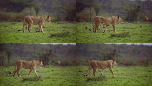母狮走过灌木丛高清在线视频素材下载