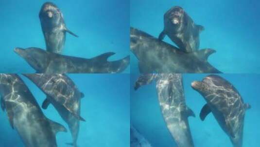 海豚在海底游泳高清在线视频素材下载