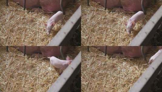 猪圈里的小猪仔高清在线视频素材下载