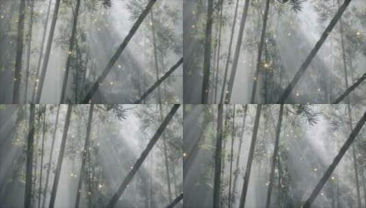 竹林与晨雾天气高清在线视频素材下载