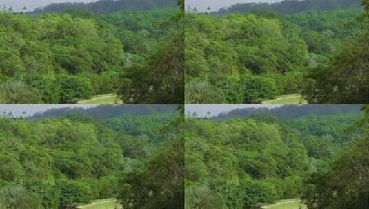 茂盛的森林高清在线视频素材下载