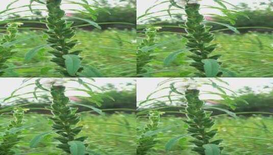 农村种植芝麻作物4k视频有机芝麻高清在线视频素材下载