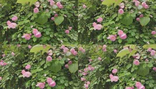 四月蔷薇花高清在线视频素材下载