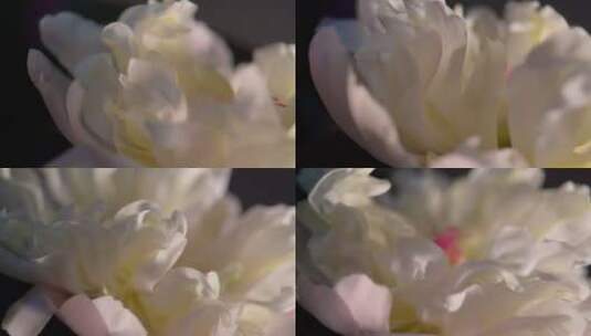 【镜头合集】微距鲜花摄影富贵芍药洋牡丹高清在线视频素材下载