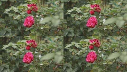 玫瑰花开高清在线视频素材下载