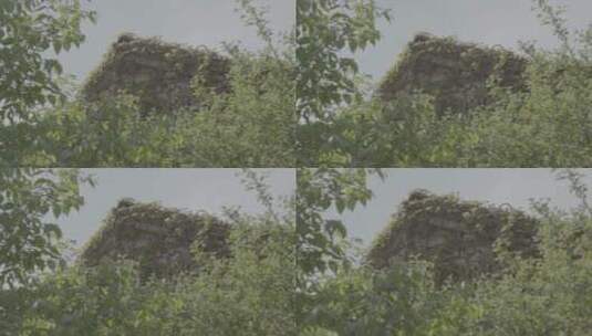 长满藤蔓的石头房子LOG高清在线视频素材下载