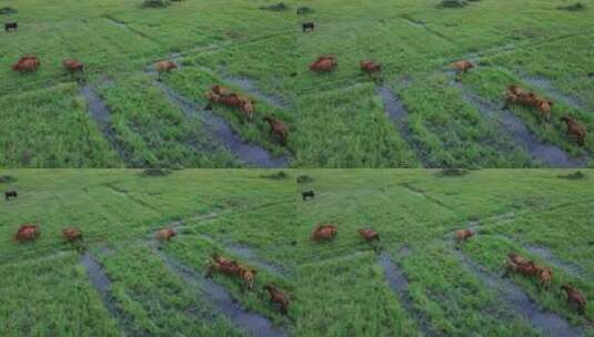天然黄牛养殖场航拍高清在线视频素材下载