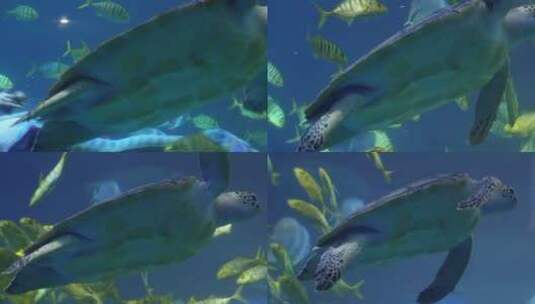 深海海龟乌龟水龟海底高清在线视频素材下载