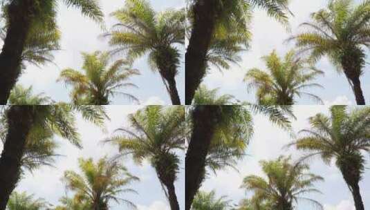 蓝天白云下的椰子树高清在线视频素材下载