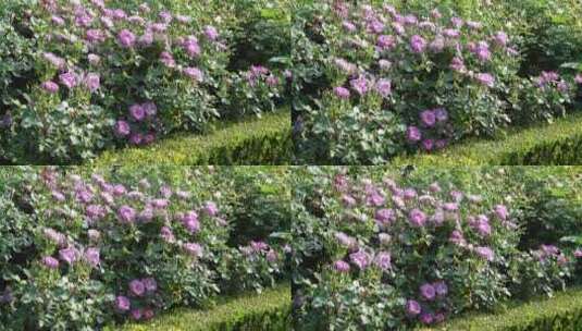 花园园艺园林月季园玫瑰花高清在线视频素材下载
