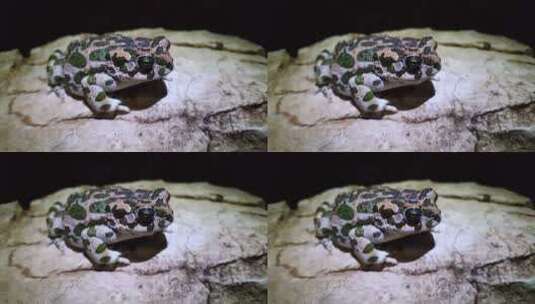 欧洲绿蟾蜍眨眼高清在线视频素材下载