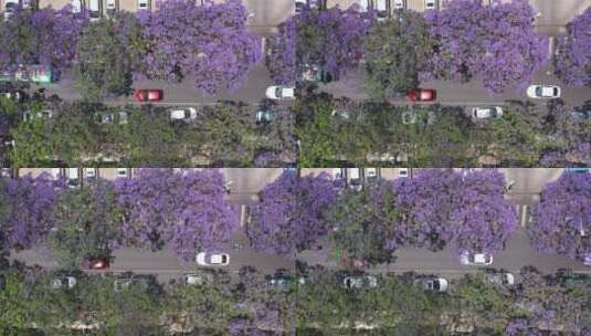 昆明蓝花楹紫色街景高清在线视频素材下载