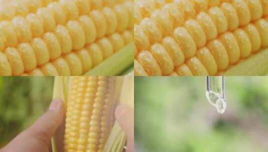 玉米油食用油油滴油广告玉米油萃取植物油广告高清在线视频素材下载