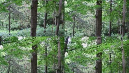 雨后的松林高清在线视频素材下载