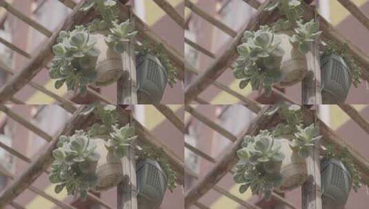 盆栽多肉园高清在线视频素材下载