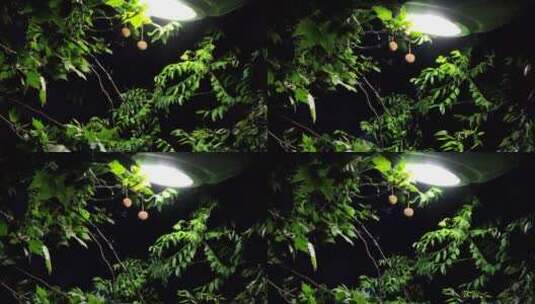 夜晚灯光杨树球唯美风吹树叶空镜高清在线视频素材下载