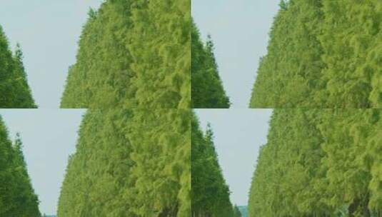 绿树成荫高清在线视频素材下载