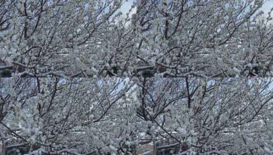 移动镜头雪覆盖桃花树上高清在线视频素材下载