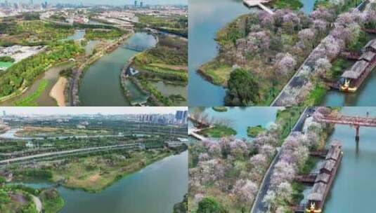 广州海珠国家湿地公园2022年春天航拍高清在线视频素材下载