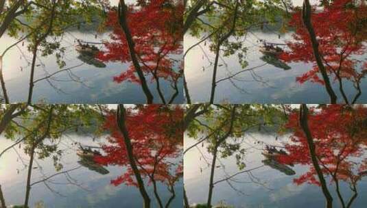 杭州西湖秋天的枫叶高清在线视频素材下载