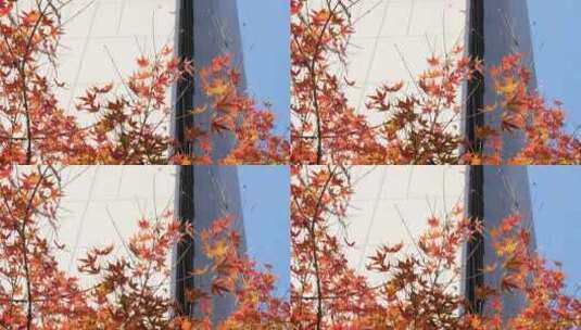 阳光下风中舞动的红枫枝叶高清在线视频素材下载