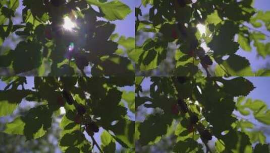 阳光下桑树枝头的桑果高清在线视频素材下载