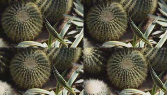 沙漠植物多肉植物仙人掌仙人球高清在线视频素材下载