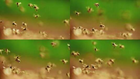 蜜蜂飞行的特写镜头高清在线视频素材下载