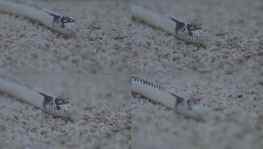 一条黑白相间的蛇中景别拍摄LOG高清在线视频素材下载