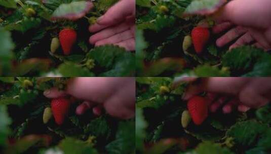 农场手工采摘的草莓高清在线视频素材下载