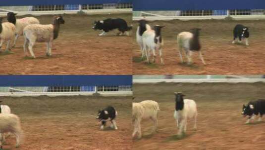 4k羊牧羊犬高清在线视频素材下载