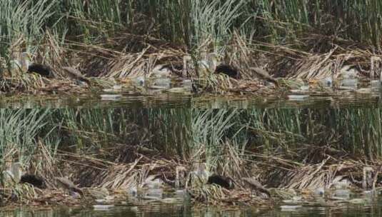 被垃圾污染的河里的海鸥和鸭子高清在线视频素材下载