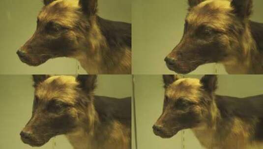 个品种宠物狗标本模型小型犬高清在线视频素材下载