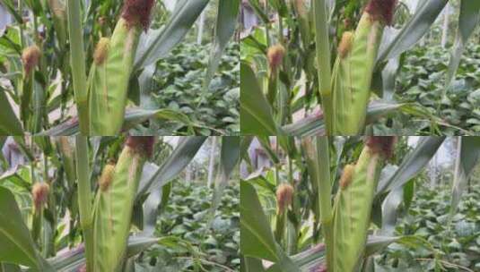 庄稼地的玉米高清在线视频素材下载