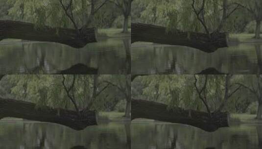 横斜在水面上的树干高清在线视频素材下载