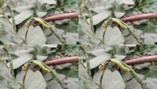 植物上的害虫高清在线视频素材下载