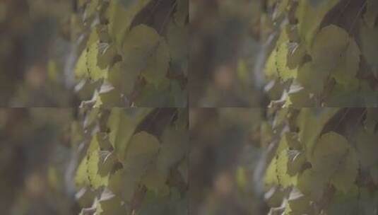 秋季阳光光线 微风中的黄叶 特写高清在线视频素材下载